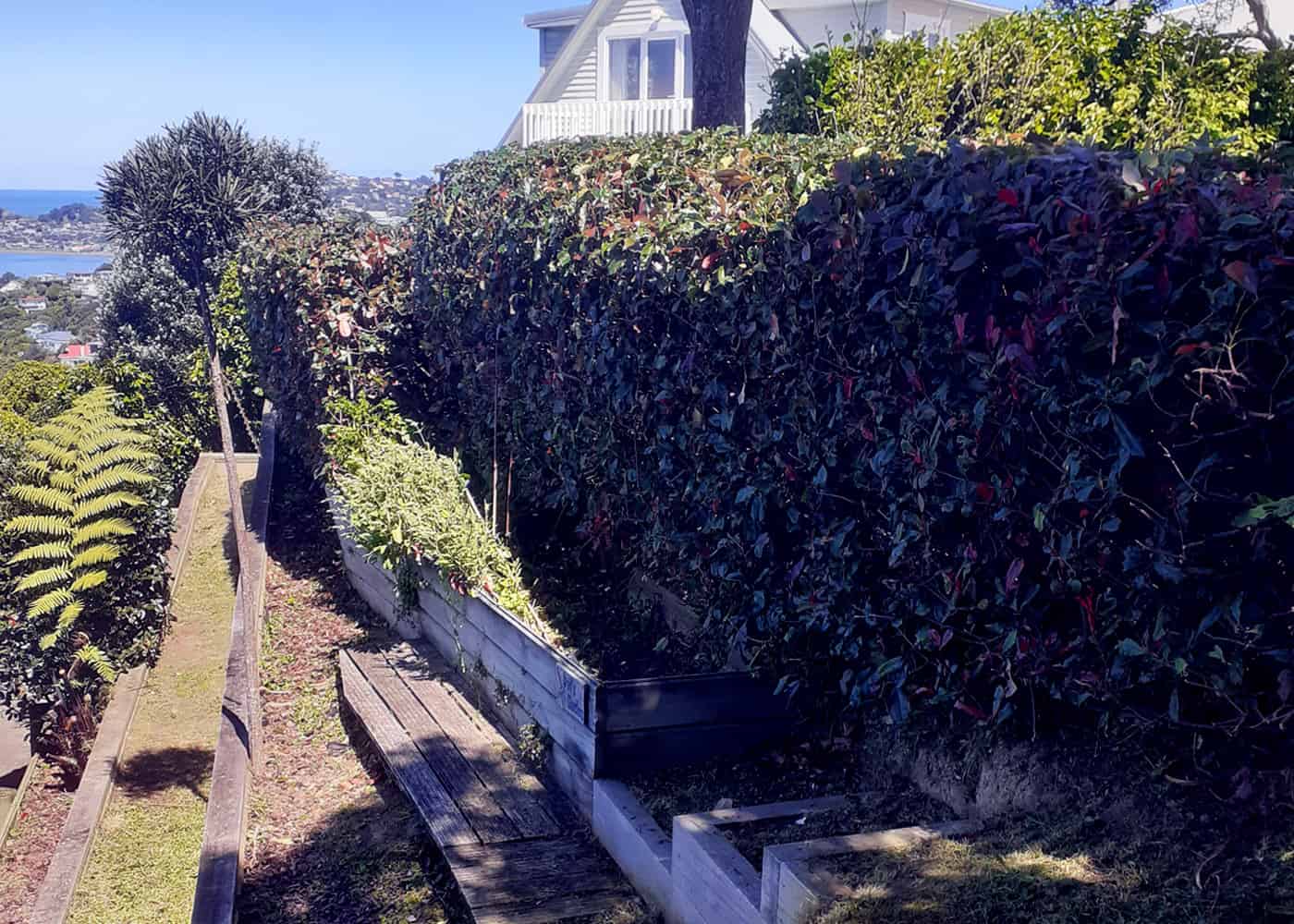 Hedge Trimming Wellington Affordable Trimming by Reliable Experts